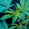 Will cbd gummies help tinnitus?
