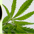 Is cbd medically approved?