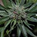Is cbd always made from hemp?