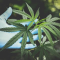 How CBD Is Making Waves In Kalamazoo's Wellness Community