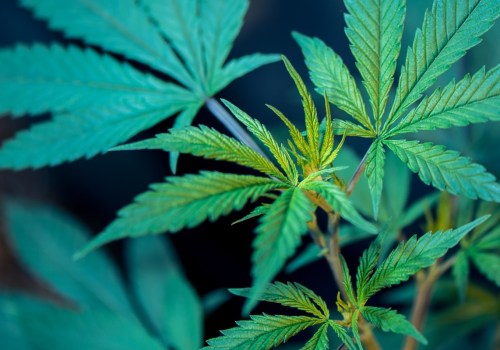 Will cbd gummies help tinnitus?