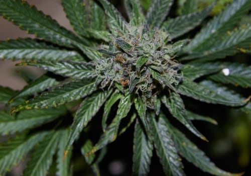 Is cbd always made from hemp?