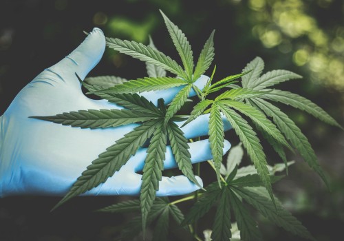 How CBD Is Making Waves In Kalamazoo's Wellness Community